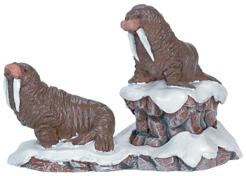 Walruses